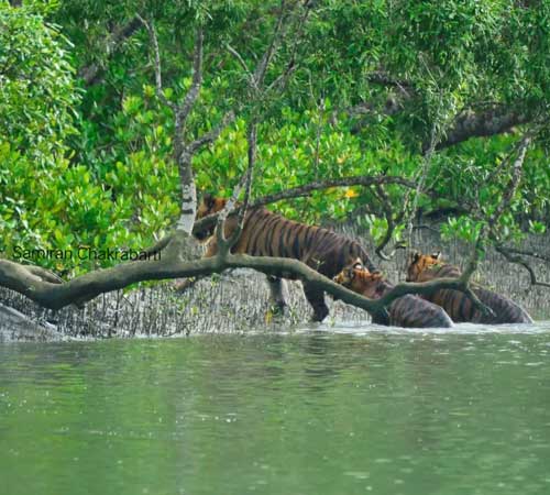 Sundarban Tour 3 Days 2 Night